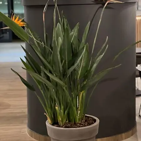 Dream Forrest 405 Zlatni Javor * יהורינה