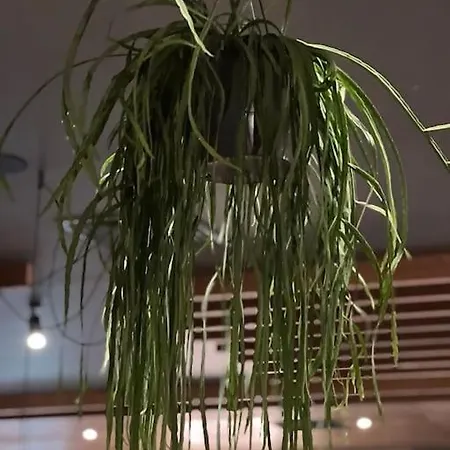 Dream Forrest 405 Zlatni Javor * Jahorina